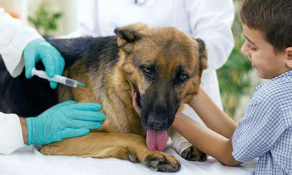 вакцинация собаки фото