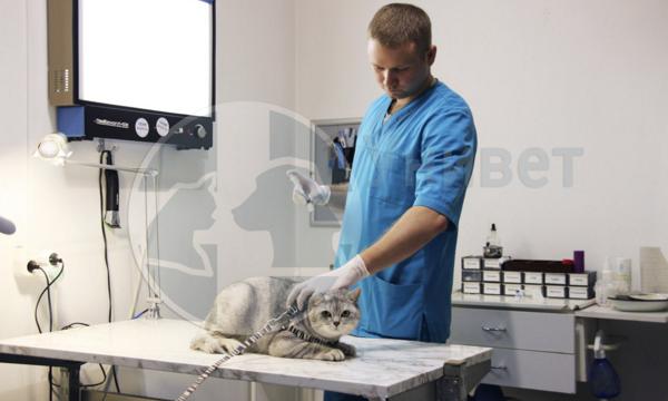 ветеринар делает вакцинацию коту